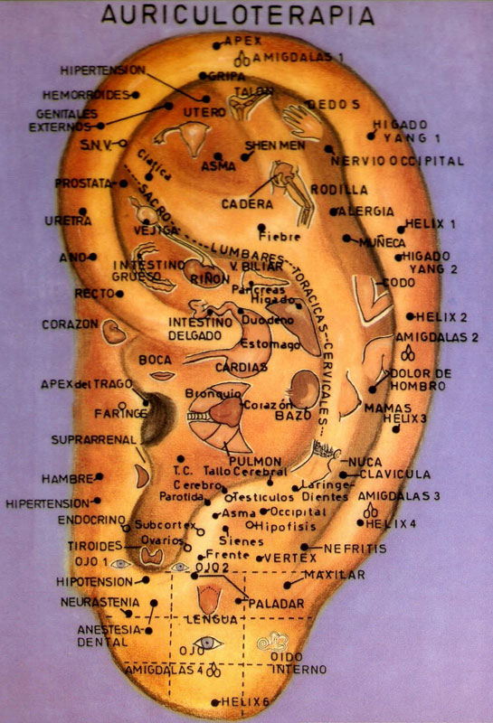 Mappa dell'auricoloterapia del Centro Shen di Pomezia Roma